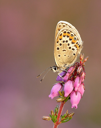 Silver-studded Blue Plebejus argus