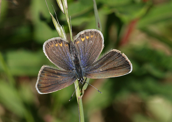 Silver-studded Blue Plebejus argus
