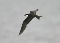 Sooty Tern Sterna fuscata