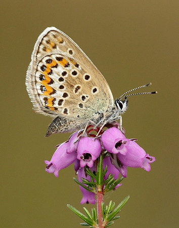 Silver-studded Blue Plebejus argus