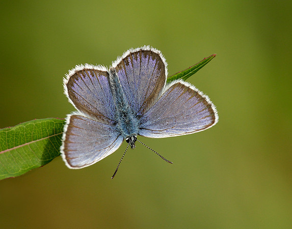 Silver-studded Blue Plebejus argus