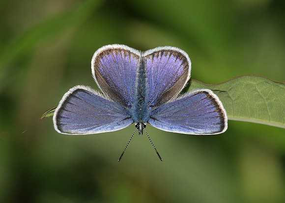 Silver-studded Blue Plebejus argus