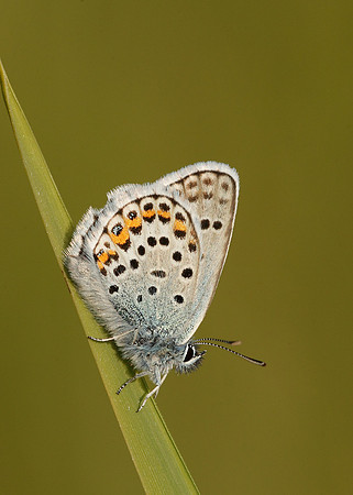 Silver-studded Blue Plebejus argus