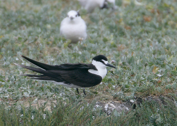 Sooty Tern Sterna fuscata