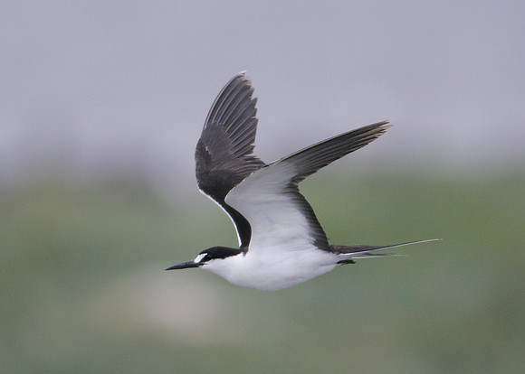 Sooty Tern Sterna fuscata