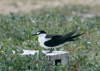 Sooty Tern Sterna fuscata