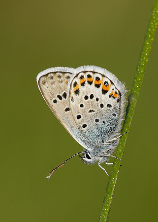 Silver-studded Blue Plebejus argus