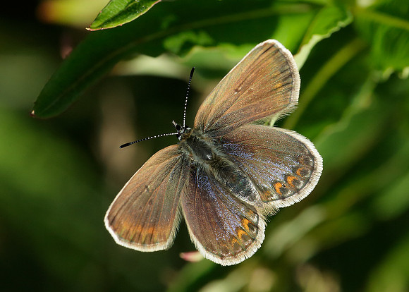 Silver-studded Blue Plebejus argus