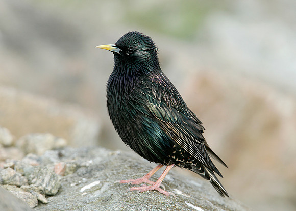 Starling Sturnus vulgaris