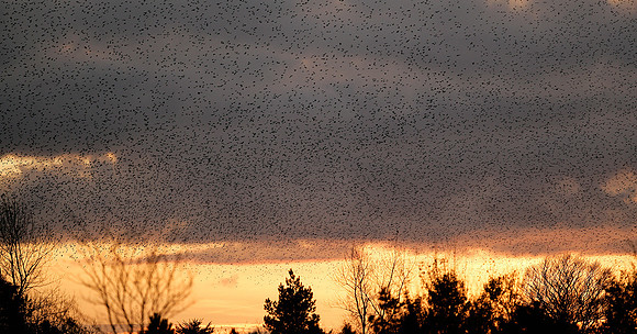 Starling Sturnus vulgaris