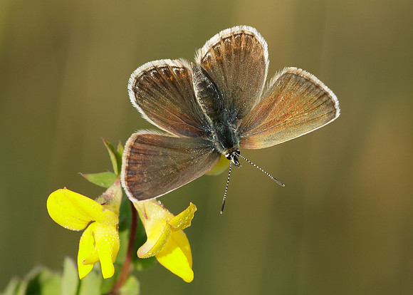 Silver-studded Blue Plebejus argus
