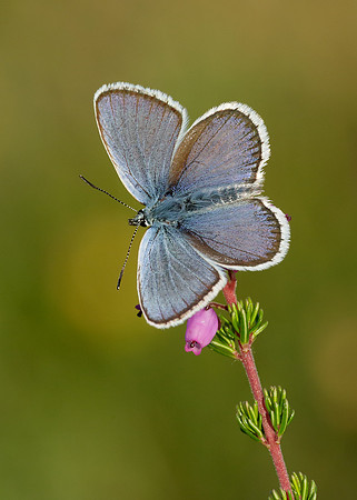Silver-studded Blue Plebejus argus