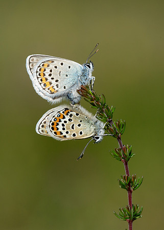 Silver-studded Blue Plebejus argus