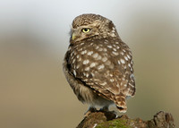 Little Owl Athene noctua