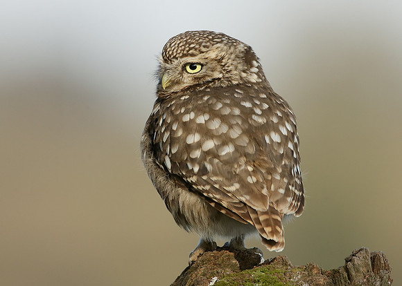 Little Owl Athene noctua