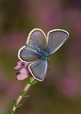 Silver-studded Blue Plebejus argus