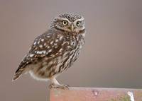Little Owl Athene noctua