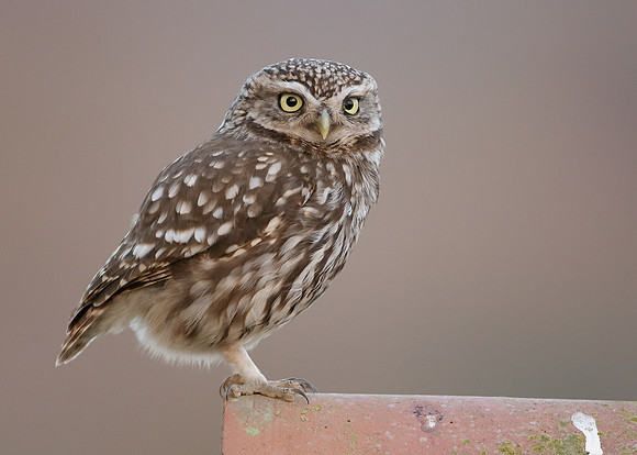 Little Owl Athene noctua