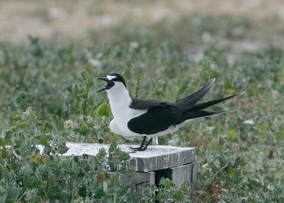 Sooty Tern Sterna fuscata
