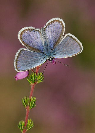 Silver-studded Blue Plebejus argus