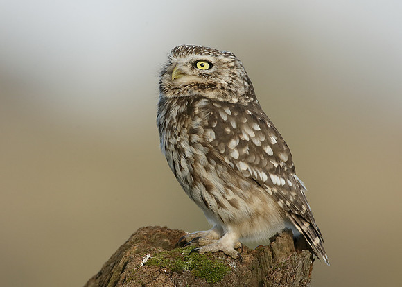 Little Owl Athene noctua