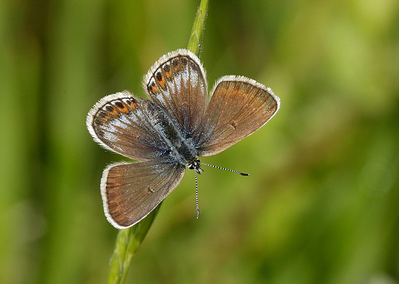 Silver-studded Blue Plebejus argus