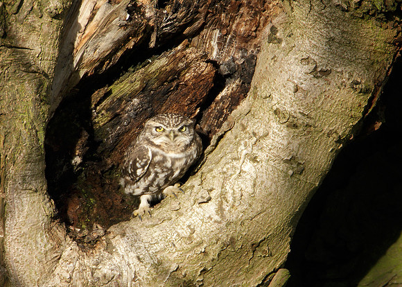 Little Owl Athene noctua
