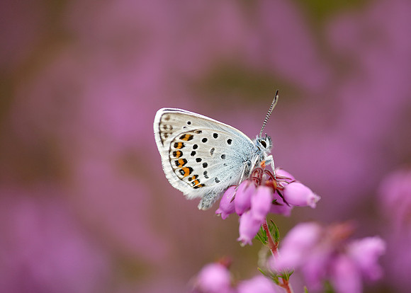 Silver-studded Blue Plebejus argus