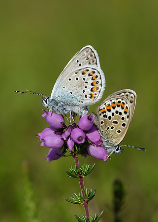 Silver-studded Blue Plebejus argus