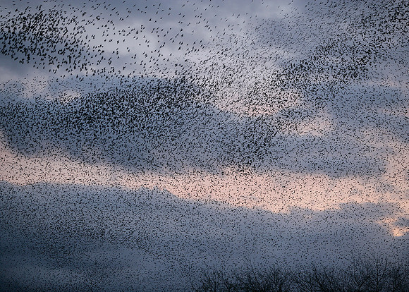 Starling Sturnus vulgaris