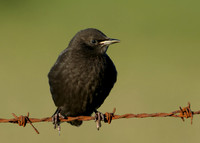 Starling Sturnus vulgaris