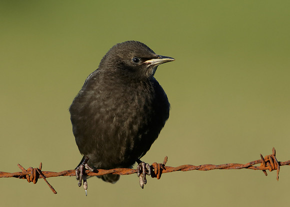Starling Sturnus vulgaris