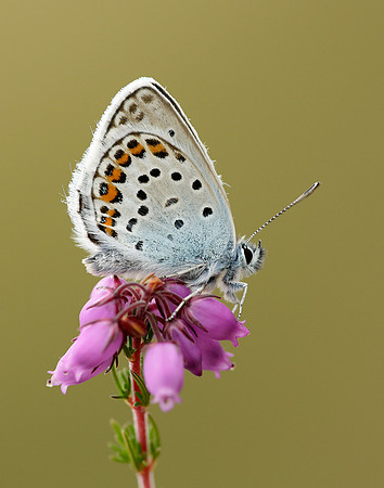 Silver-studded Blue Plebejus argus