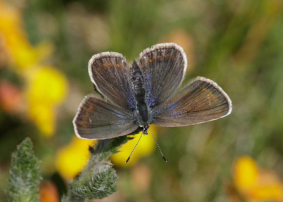 Silver-studded Blue Plebejus argus