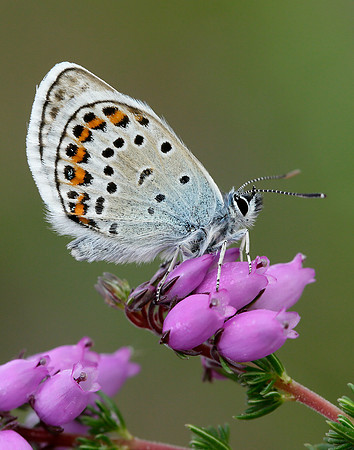 Silver-studded Blue Plebejus argus