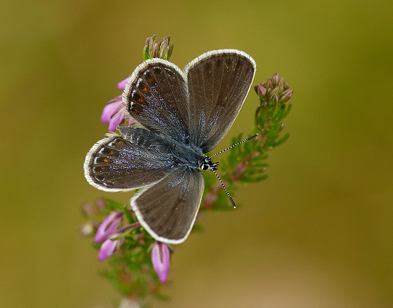 Silver-studded Blue Plebejus argus