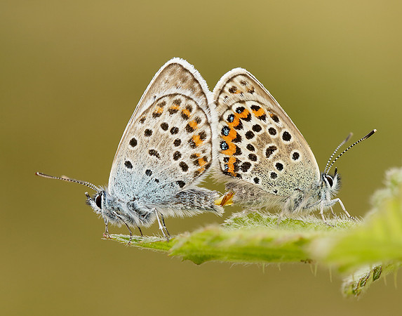 Silver-studded Blue Plebejus argus