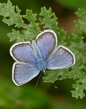 Silver-studded Blue Plebejus argus