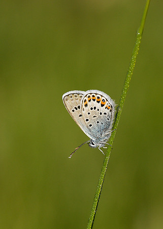Silver-studded Blue Plebejus argus
