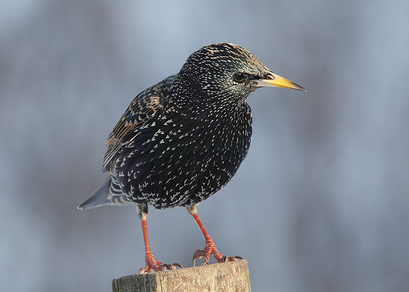 Starling Sturnus vulgaris