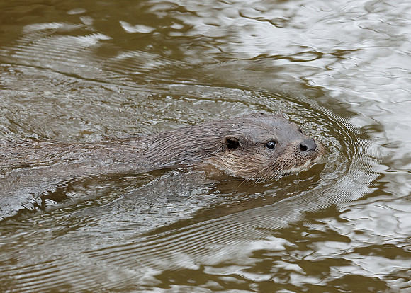 Otter Lutra lutra