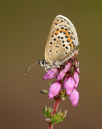 Silver-studded Blue Plebejus argus