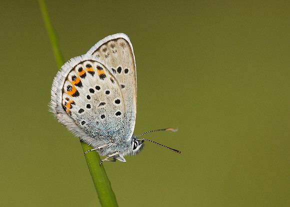 Silver-studded Blue Plebejus argus