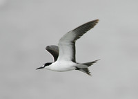 Sooty Tern Sterna fuscata