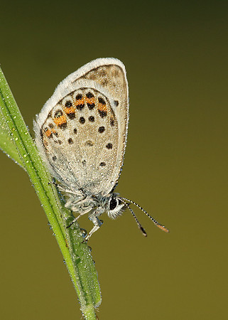 Silver-studded Blue Plebejus argus