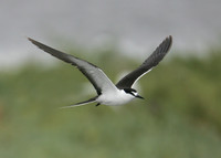 Sooty Tern Sterna fuscata