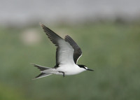 Sooty Tern Sterna fuscata