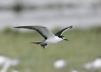Sooty Tern Sterna fuscata