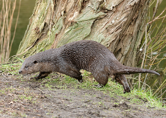 Otter Lutra lutra