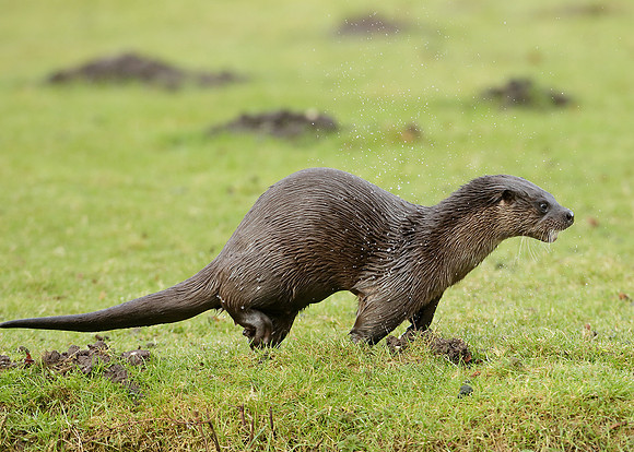 Otter Lutra lutra